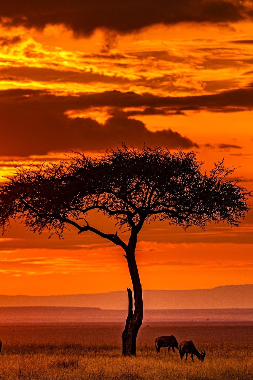 Национальный парк Масаи-Мара Кения